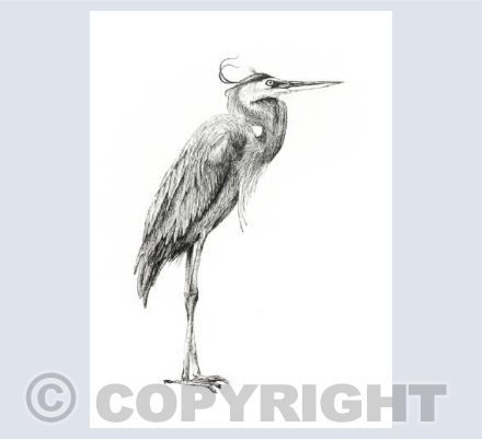 Heron