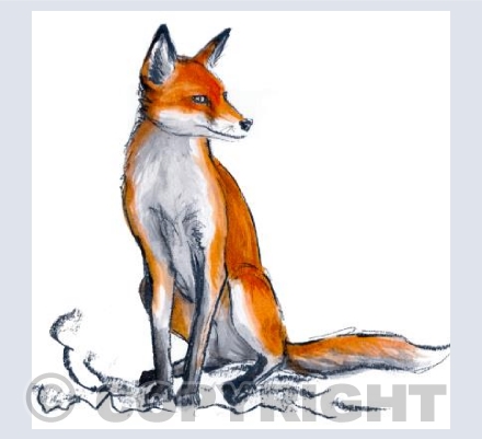 Young Fox