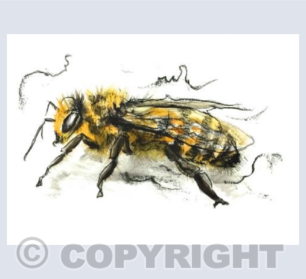 Bee Study