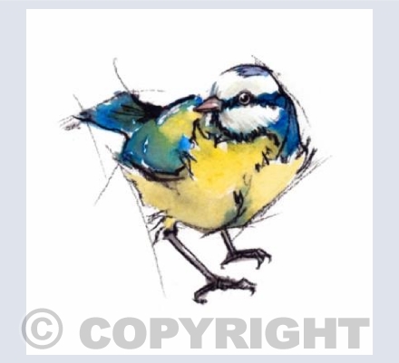 Bluetit I