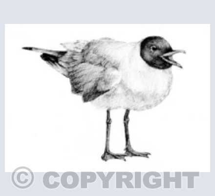 Black Headed Gull