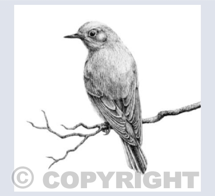 Female Redstart