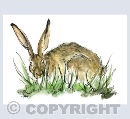 Hiding Hare