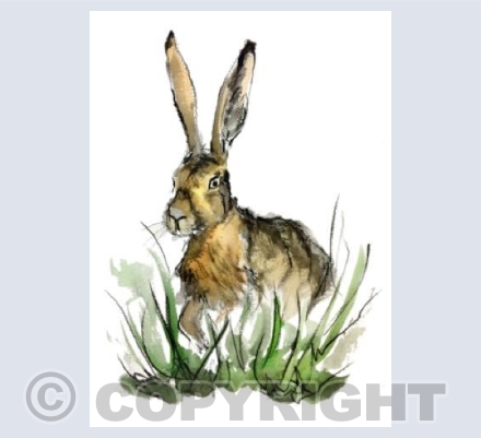 Hare Over There