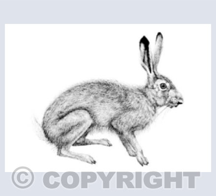 Hare stare