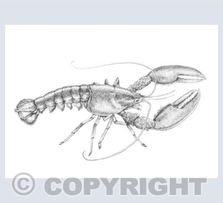 Lobster