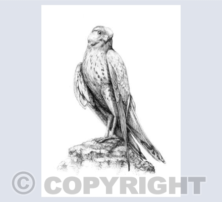 Kestrel