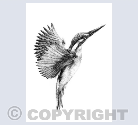 Kingfisher in flight