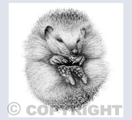 Curled up cosy