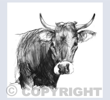 Devon cow