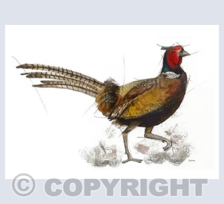 Pheasant