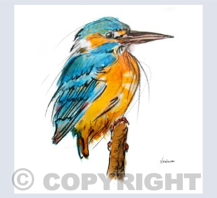 Kingfisher