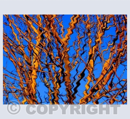 Winter Reflections