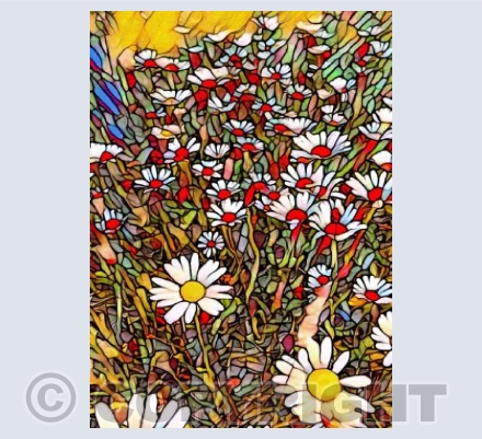 Ox-Eye Daisies