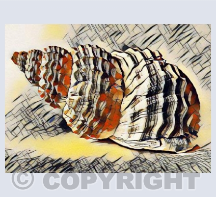 Sea Shell