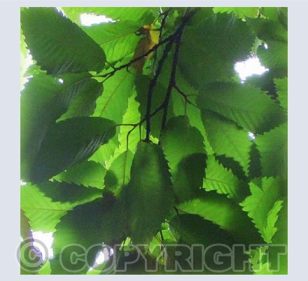 SUMMER LEAVES