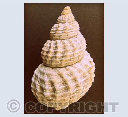 SEASHELL
