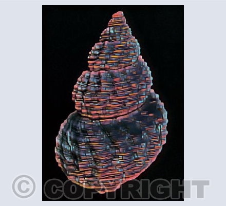 Seashell 4 