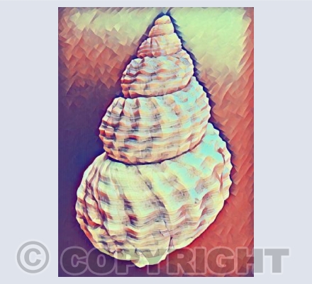 Seashell 5
