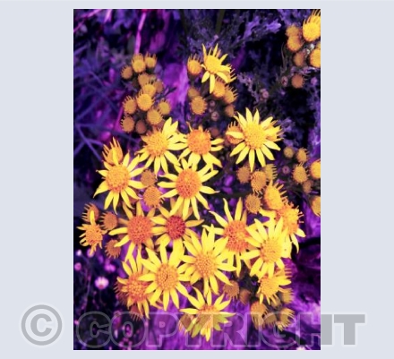 RAGWORT