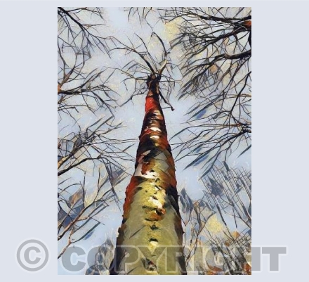 Woolwell Trees