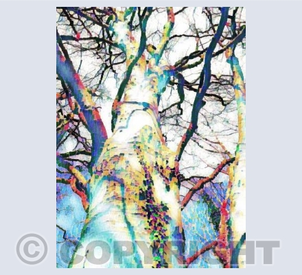 WOOLWELL TREES