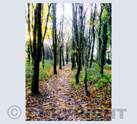 Trees of Woolwell