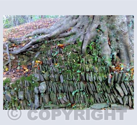Woolwell Hedge (1)