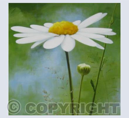 Daisy