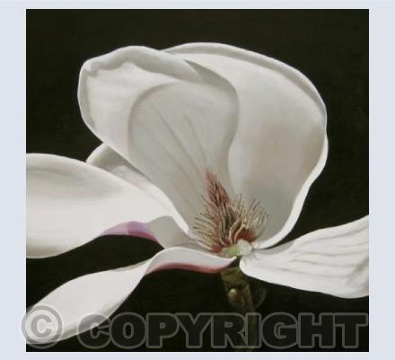 Magnolia 1
