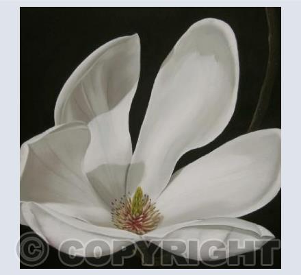 Magnolia 2