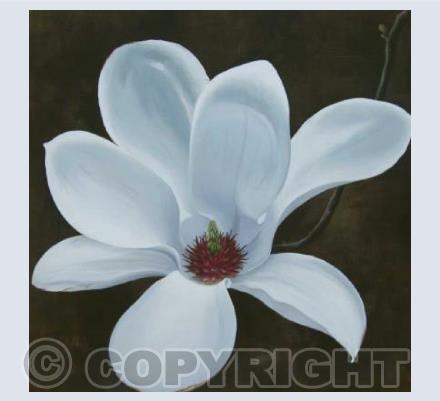 Magnolia 5