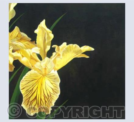 Studio Iris