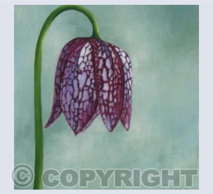 Fritillary