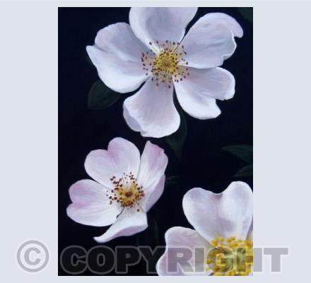 Dog Roses