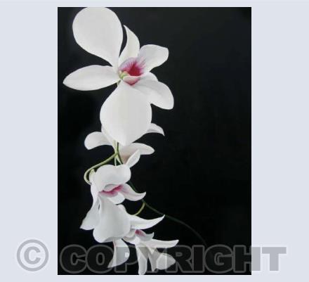 White Orchid Trail