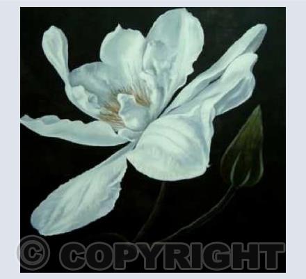 Clematis