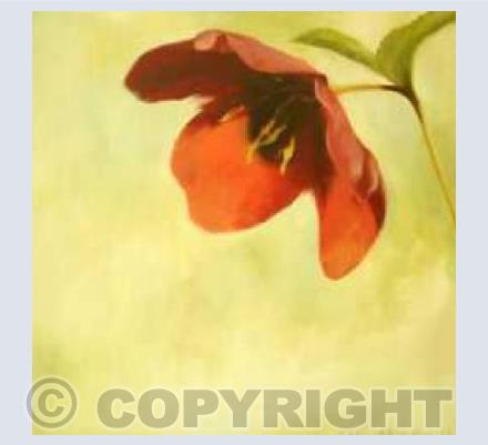 Hellebore