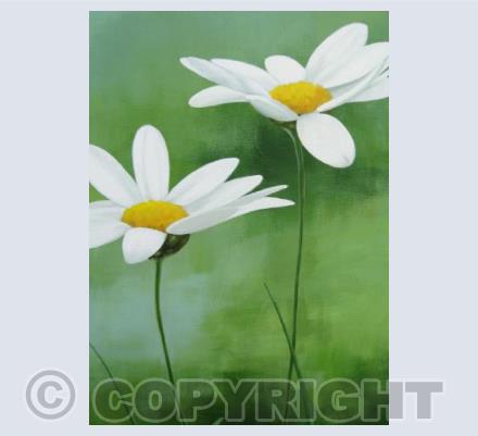 Daisies