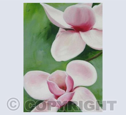 Magnolia 4