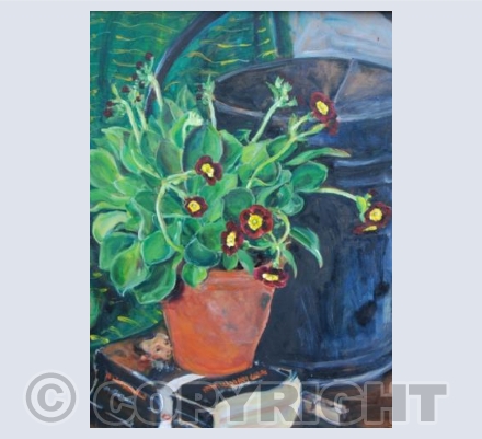 Auricula.