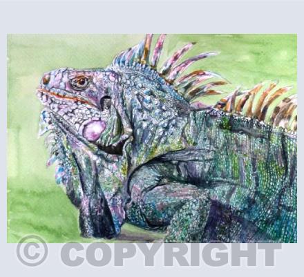 Iguana