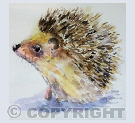 Hedgehog