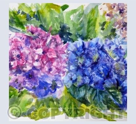 Hydrangeas