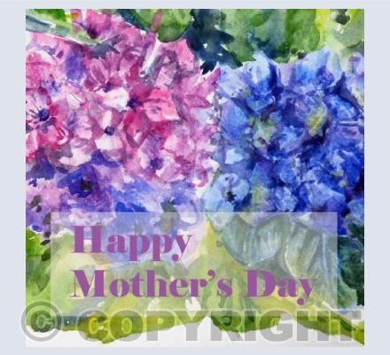Hydrangeas Mother's Day