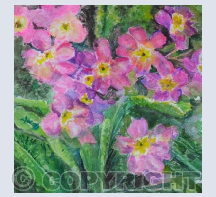 Pink Primroses