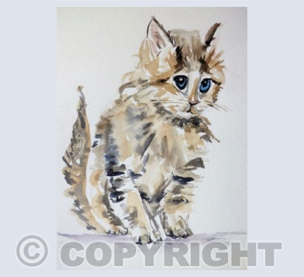 Tabby Kitten