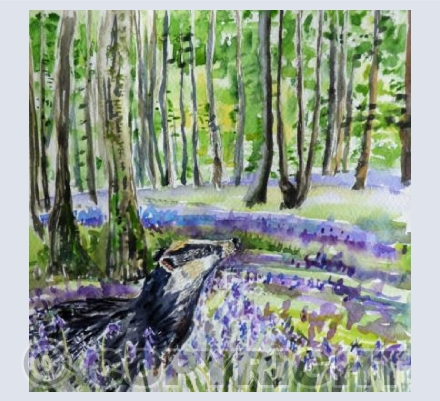 Badger in bluebells