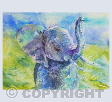 Elephant baby