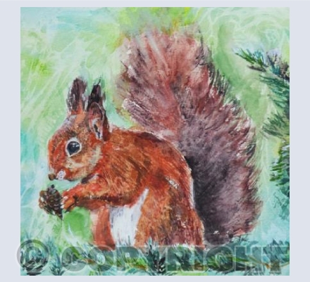 Red Squirrel